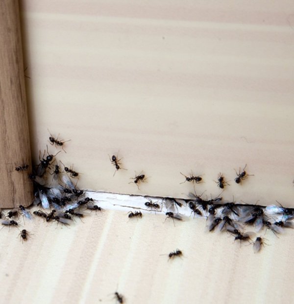 Pest Control Belconnen.