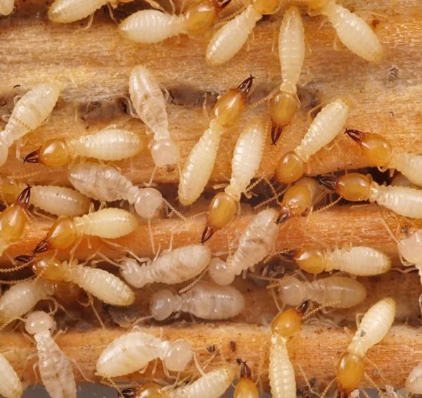 Pest Control Core – Effective Pest Management Solutions