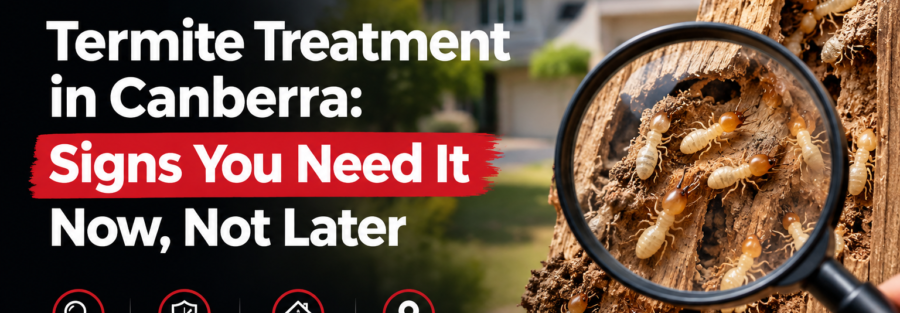 Termite Treatment Canberra by Safe Termite and Pest Control, showing termites and signs of termite damage