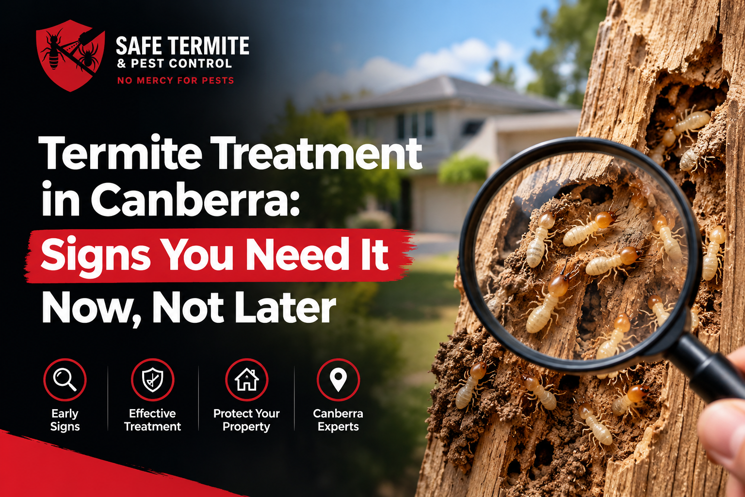 Termite Treatment Canberra by Safe Termite and Pest Control, showing termites and signs of termite damage